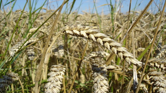 Argentina quiere cruzar trigo con gen de girasol