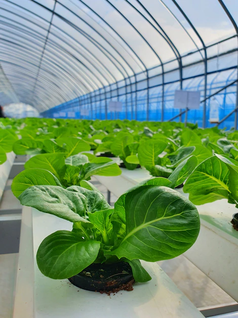 Productos agrícolas de invernadero Cuota de mercado, pronóstico general regional 2022 a 2030