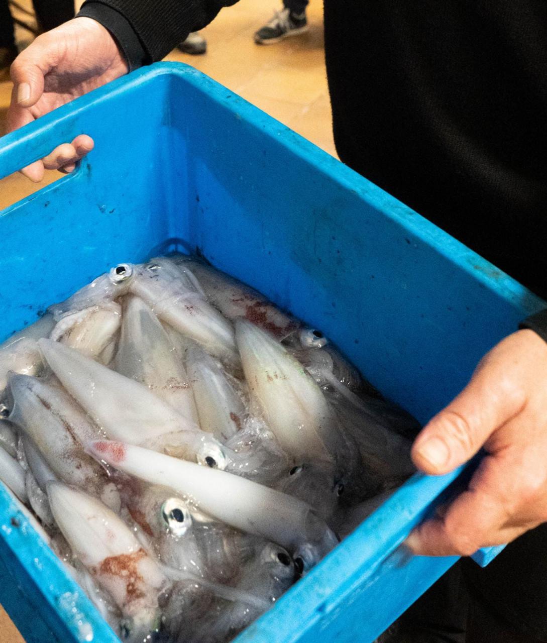 CIUTADELLA - PESCA - LA AFICION DE IR DE CALAMARES.En plena temporada, el Club NÃ¡utico de Ciutadella celebrÃ³ el sÃ¡bado un nuevo campeonato de pesca recreativa, en busca de este cefalÃ³podo que prefiere agua frÃ­a e implica ir mar adentro.