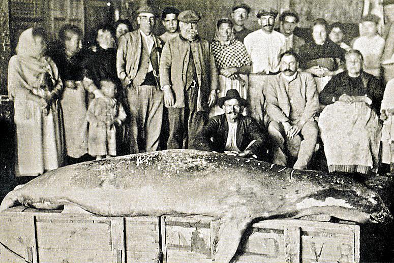 MALLORCA. FOCAS. VELL MARI, FOCA MONJE CAPTURADA EN CALA FORNELLS EN 1922.