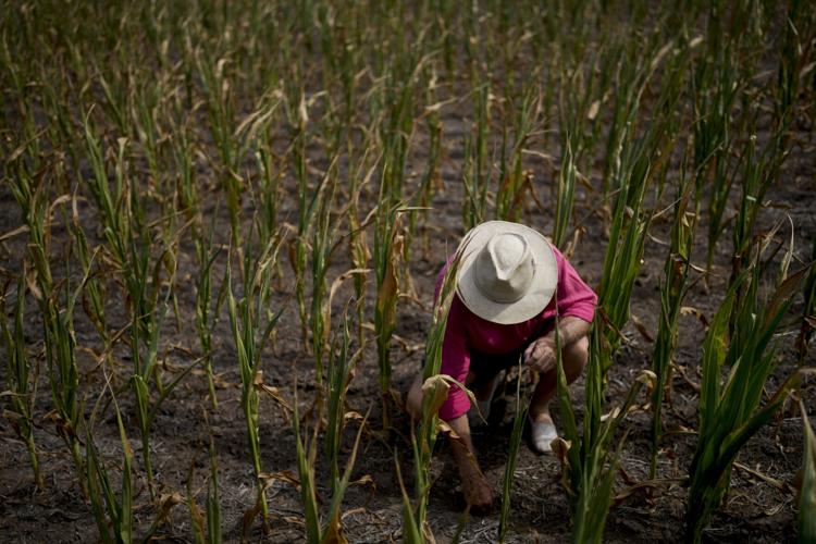 Agricultores argentinos enfrentan sequía que diezma sus cultivos.
