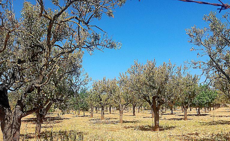 MALLORCA. AGRICULTURA.