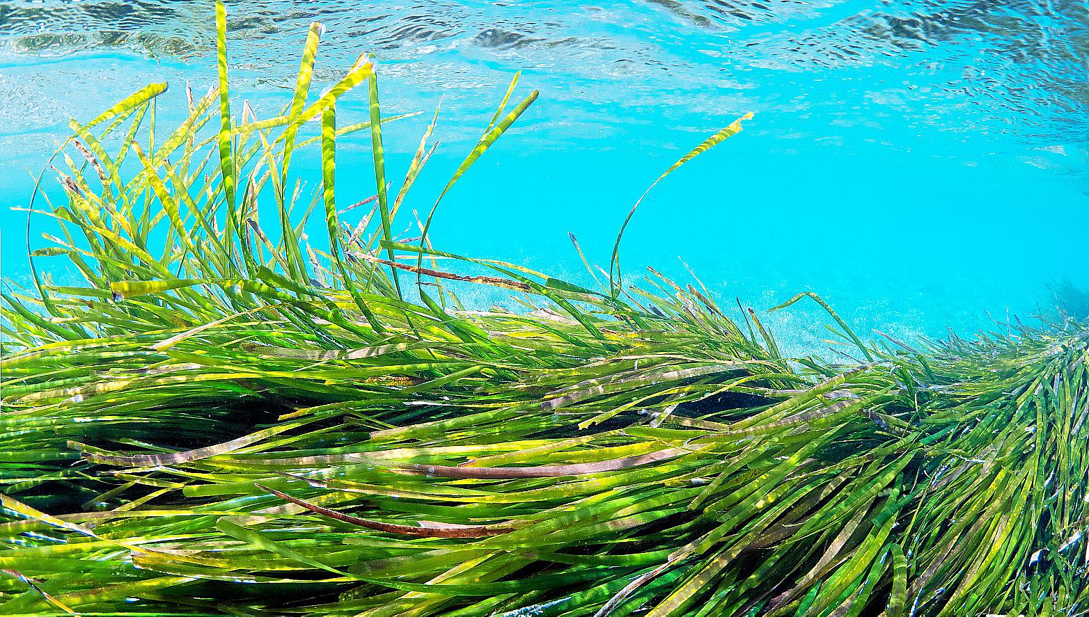 Posidonia