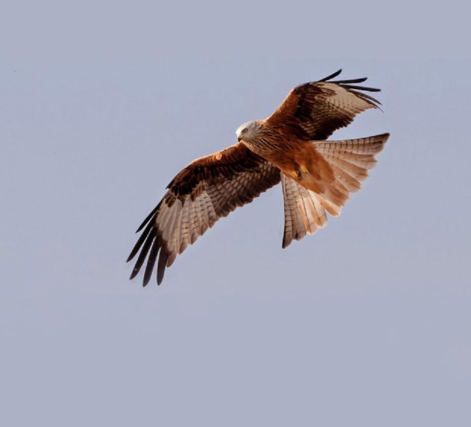 MENORCA. MILANO. MILANA. VUELO. ESPECIE PROTEGIDA. AUTOCTONA. FAUNA.