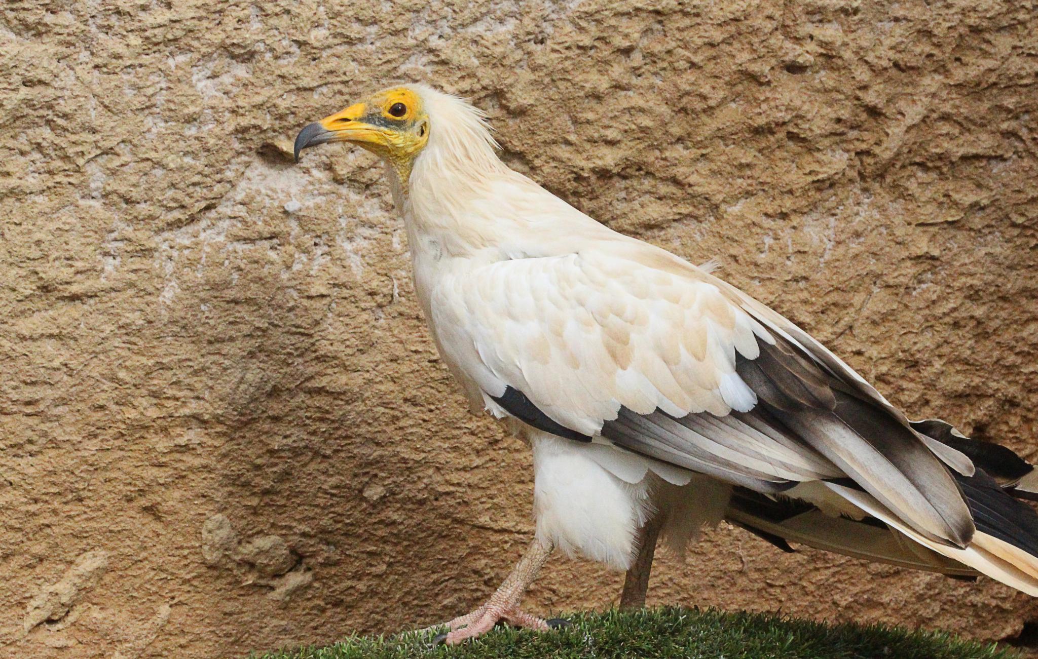 MENORCA - ESPECIES MENORQUINAS - IMAGEN DE UNA MILOCA, UN PEQUEÃ'O VOLTOR