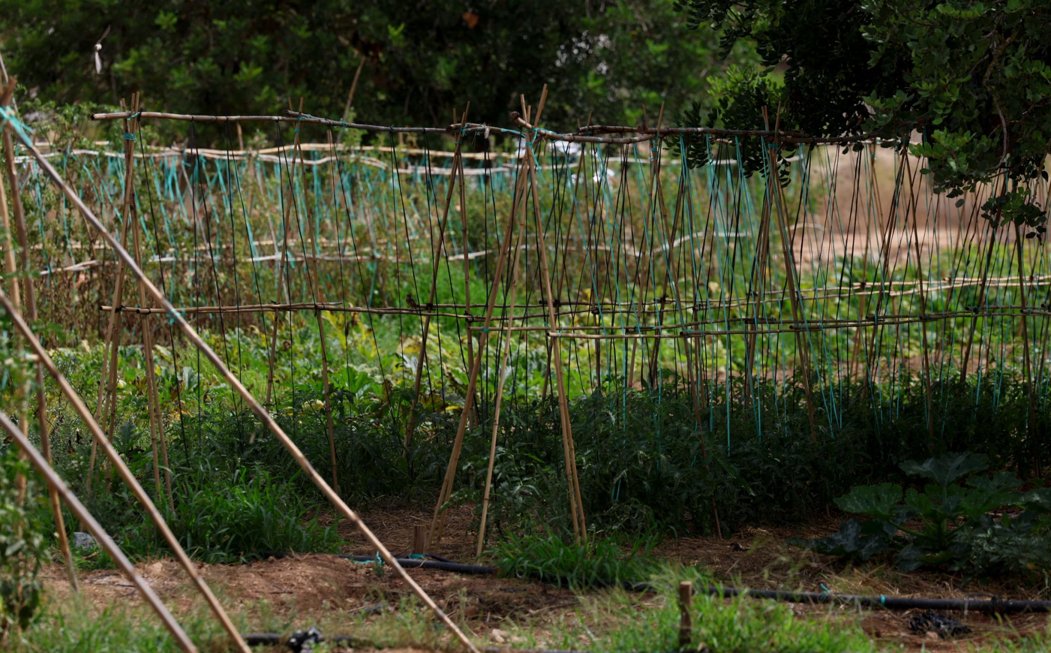 Eivissa agricultura ecológica