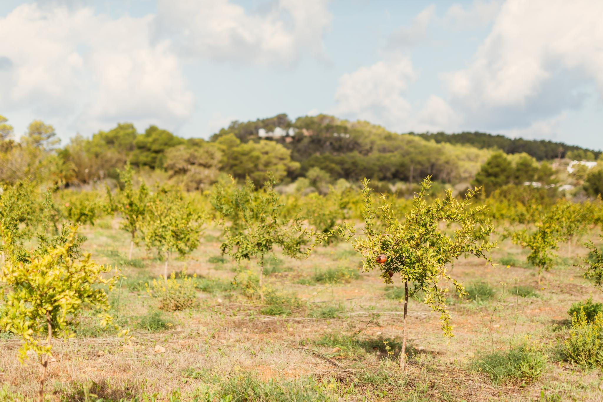 Paisaje ecologico