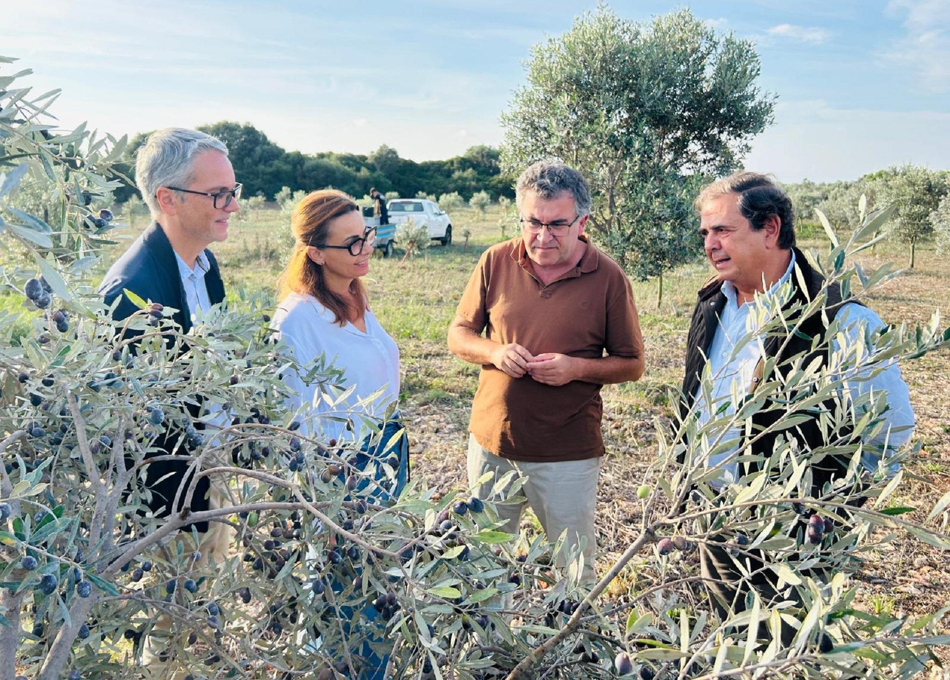 MENORCA. AGRICULTURA. La primera cosecha del âOli de Menorca. La campaÃ±a inaugural de la nueva denominaciÃ³n espera cifras rÃ